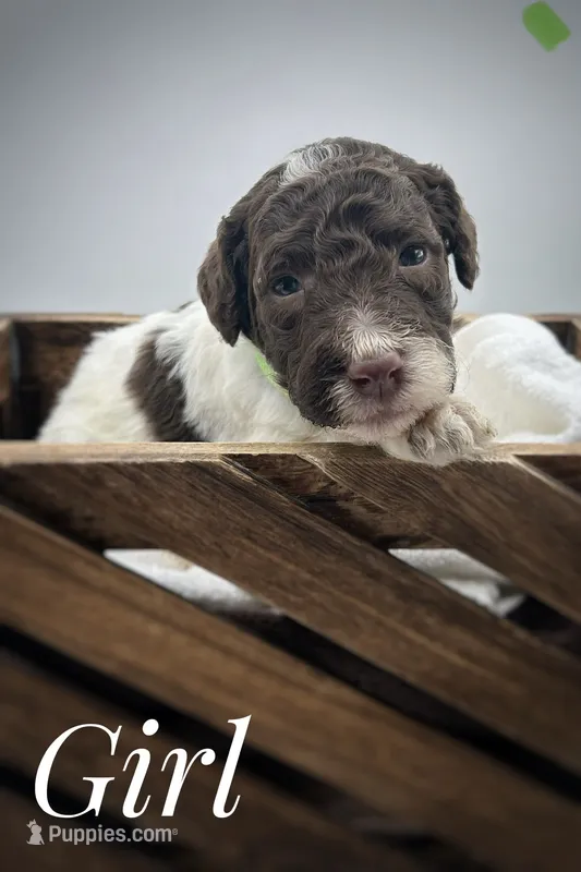Green female, a female Goldendoodle for sale in Phoenix, AZ – 1 of 1