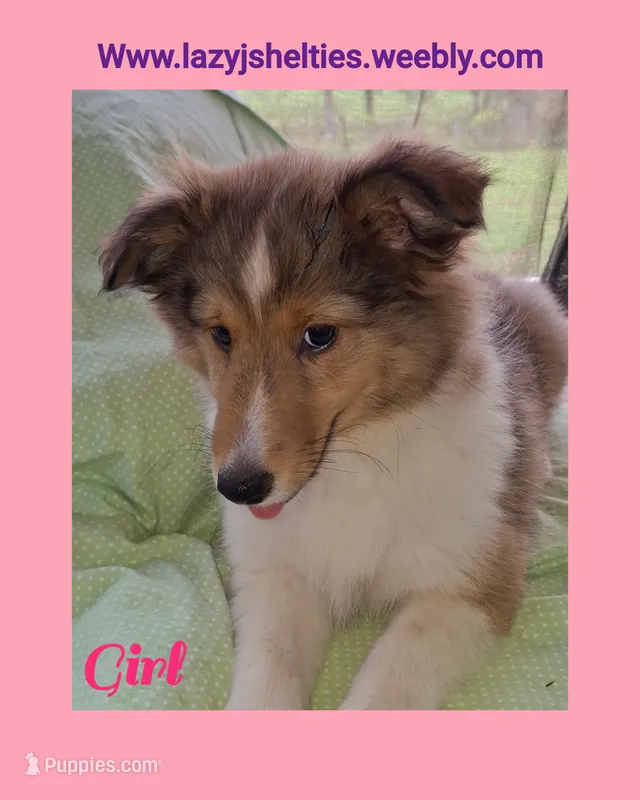 AKC  Brandi – Shetland Sheepdog puppy for sale in Elizabeth City, NC