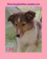 SOLD!!!, a female Shetland Sheepdog for sale in Elizabeth City, NC – 1 of 3