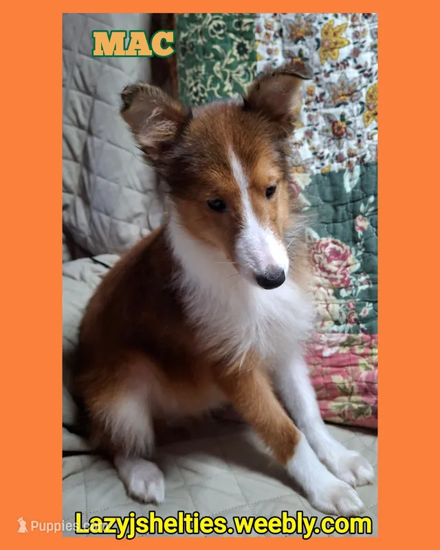 AKC MAC – Shetland Sheepdog puppy for sale in Elizabeth City, NC