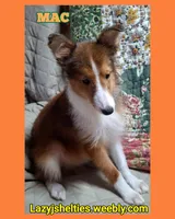 AKC MAC, a male Shetland Sheepdog for sale in Elizabeth City, NC – 1 of 2