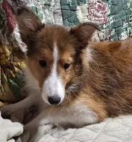 AKC MAC, a male Shetland Sheepdog for sale in Elizabeth City, NC – 2 of 2