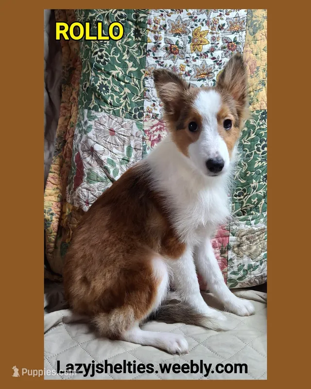 Rollo – Shetland Sheepdog puppy for sale in Elizabeth City, NC