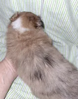 AKC RADAR, a male Shetland Sheepdog for sale in Elizabeth City, NC – Photo 3 of 4