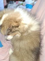 AKC  Brandi, a female Shetland Sheepdog for sale in Elizabeth City, NC – 2 of 2