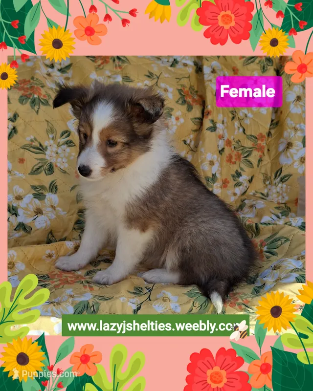 Akc Zena – Shetland Sheepdog puppy for sale in Elizabeth City, NC