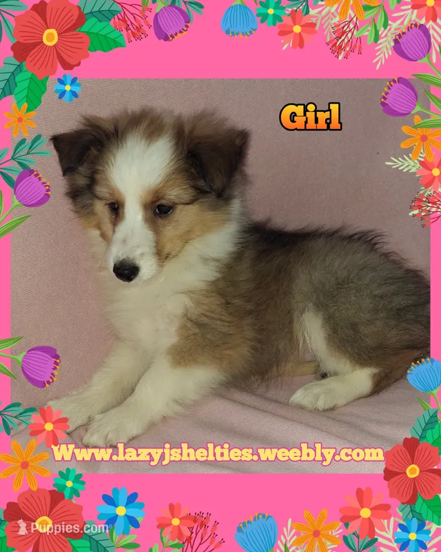 AKC  Brandi – Shetland Sheepdog puppy for sale in Elizabeth City, NC