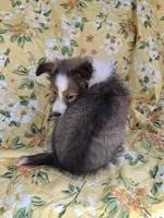 Akc HARA, a female Shetland Sheepdog for sale in Elizabeth City, NC – 2 of 2