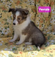 Akc Zena, a female Shetland Sheepdog for sale in Elizabeth City, NC – 1 of 1