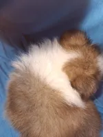 AKC ROC, a male Shetland Sheepdog for sale in Elizabeth City, NC – 2 of 3