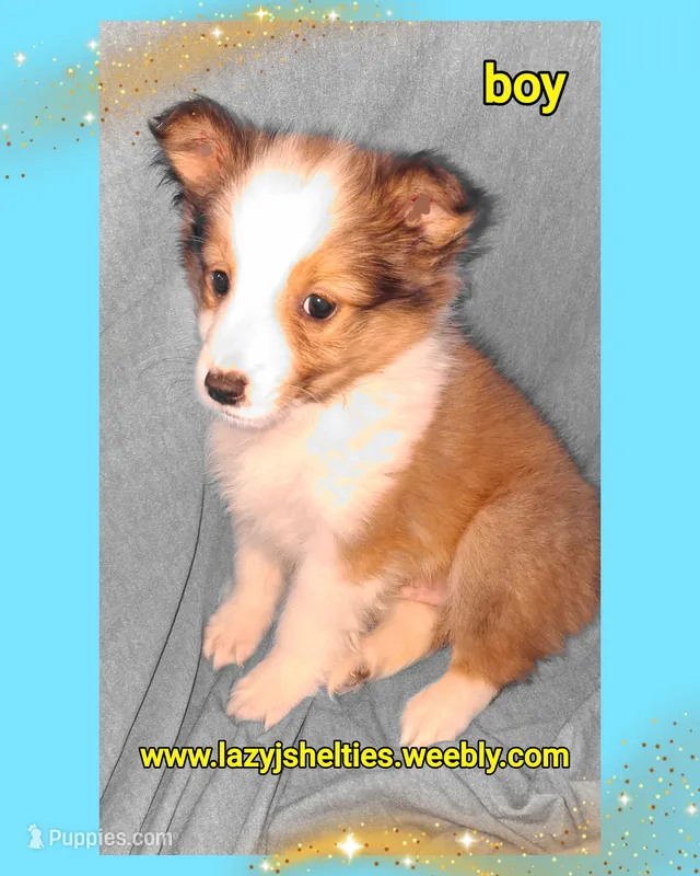 Akc Finn – Shetland Sheepdog puppy for sale in Elizabeth City, NC