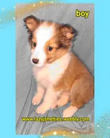 Akc Finn, a male Shetland Sheepdog for sale in Elizabeth City, NC – 2 of 3