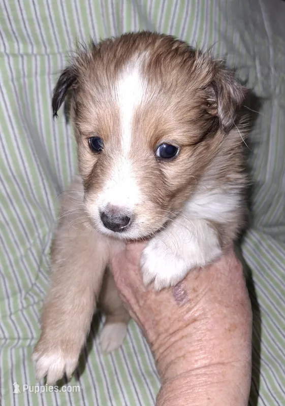 AKC RADAR – Shetland Sheepdog puppy for sale in Elizabeth City, NC