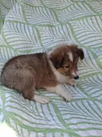 AKC Ruger , a male Shetland Sheepdog for sale in Elizabeth City, NC – 2 of 3