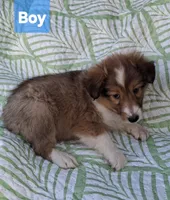 AKC Ruger , a male Shetland Sheepdog for sale in Elizabeth City, NC – 1 of 3