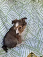AKC ROWDY-SOLD, a male Shetland Sheepdog for sale in Elizabeth City, NC – 3 of 3