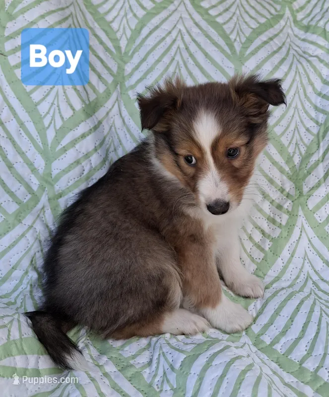AKC ROWDY-SOLD – Shetland Sheepdog puppy for sale in Elizabeth City, NC