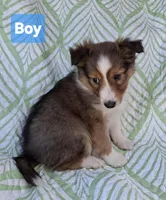 AKC ROWDY-SOLD, a male Shetland Sheepdog for sale in Elizabeth City, NC – 1 of 3