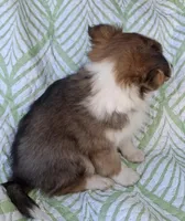 AKC ROWDY-SOLD, a male Shetland Sheepdog for sale in Elizabeth City, NC – 2 of 3
