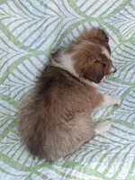 AKC Ruger , a male Shetland Sheepdog for sale in Elizabeth City, NC – 3 of 3