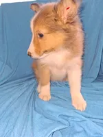 AKC ROLLO, a male Shetland Sheepdog for sale in Elizabeth City, NC – 2 of 2