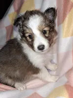 AKC  JAZZ, a female Shetland Sheepdog for sale in Elizabeth City, NC – Photo 1 of 4