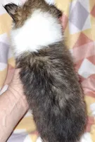 AKC  JAZZ, a female Shetland Sheepdog for sale in Elizabeth City, NC – Photo 3 of 4