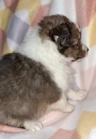 AKC  JAZZ, a female Shetland Sheepdog for sale in Elizabeth City, NC – Photo 2 of 4