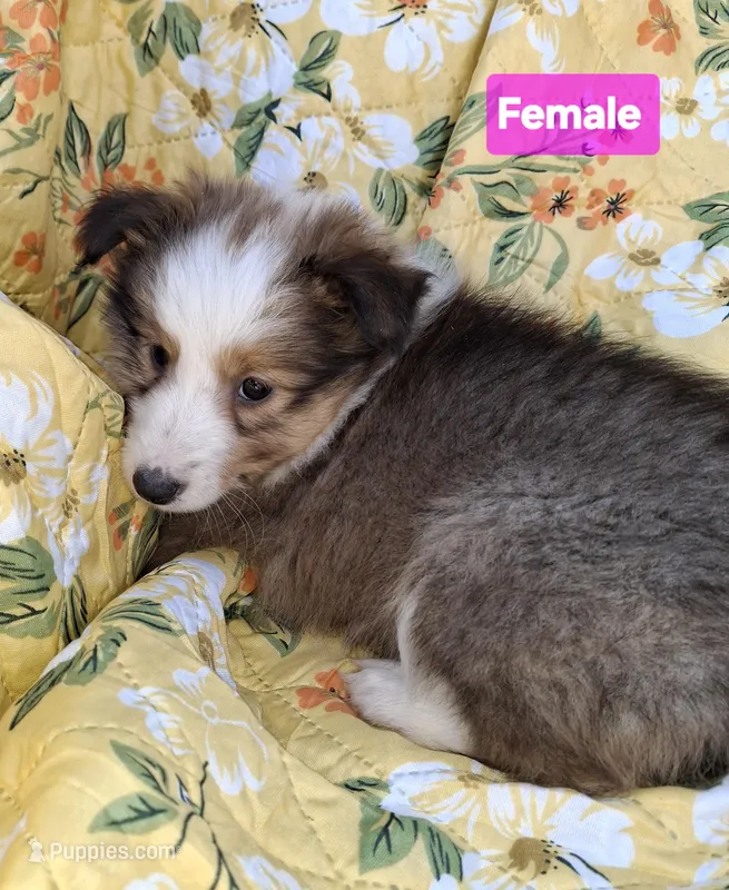 AKC  JAZz – Shetland Sheepdog puppy for sale in Elizabeth City, NC
