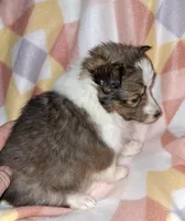 AKC  JAZZ, a female Shetland Sheepdog for sale in Elizabeth City, NC – Photo 4 of 4