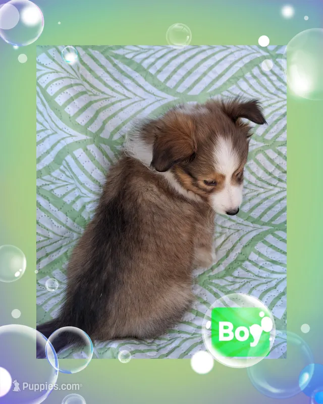 Akc Finn – Shetland Sheepdog puppy for sale in Elizabeth City, NC