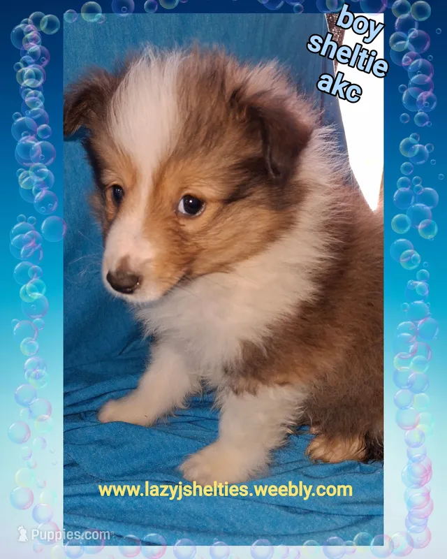 AKC ROC – Shetland Sheepdog puppy for sale in Elizabeth City, NC