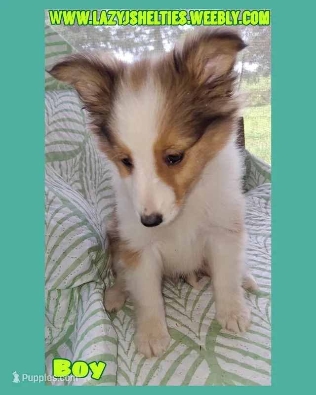 Akc Finn – Shetland Sheepdog puppy for sale in Elizabeth City, NC