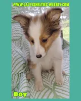 Akc Finn, a male Shetland Sheepdog for sale in Elizabeth City, NC – 1 of 3