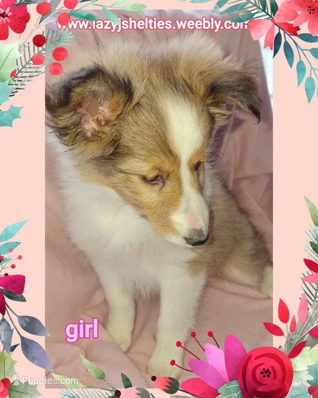 AKC  Brandi – Shetland Sheepdog puppy for sale in Elizabeth City, NC