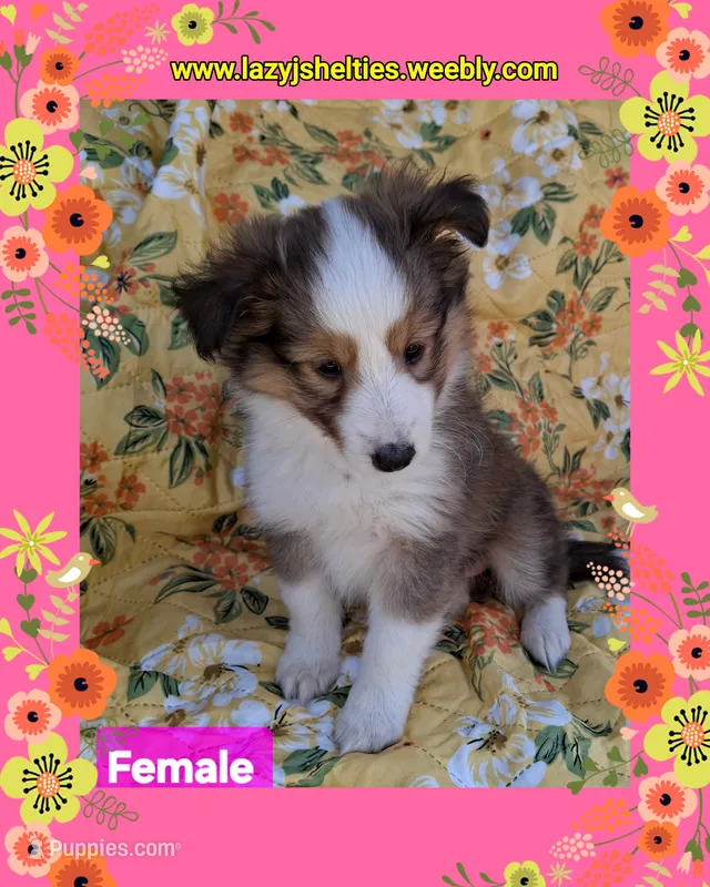 Akc HARA, a female Shetland Sheepdog for sale in Elizabeth City, NC – 1 of 2