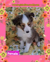 Akc HARA, a female Shetland Sheepdog for sale in Elizabeth City, NC – 1 of 2