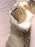SOLD!!!, a female Shetland Sheepdog for sale in Elizabeth City, NC – 3 of 3