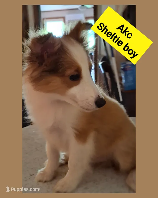 Dega – Shetland Sheepdog puppy for sale in Elizabeth City, NC