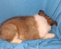 Akc Finn, a male Shetland Sheepdog for sale in Elizabeth City, NC – 3 of 3