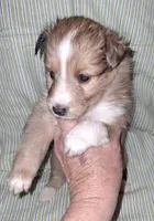 AKC RADAR, a male Shetland Sheepdog for sale in Elizabeth City, NC – Photo 2 of 4