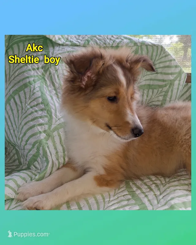 AKC ROLLO – Shetland Sheepdog puppy for sale in Elizabeth City, NC