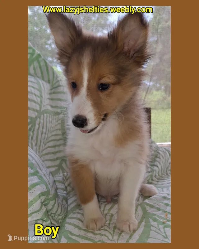 AKC ROLLO – Shetland Sheepdog puppy for sale in Elizabeth City, NC