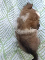 Akc Finn, a male Shetland Sheepdog for sale in Elizabeth City, NC – 2 of 2
