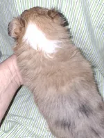 AKC RADAR, a male Shetland Sheepdog for sale in Elizabeth City, NC – Photo 4 of 4