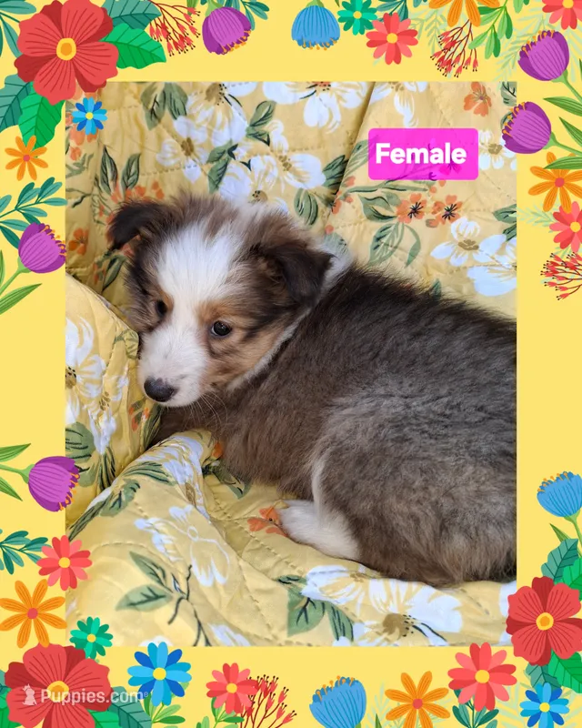 AKC  JAZz – Shetland Sheepdog puppy for sale in Elizabeth City, NC