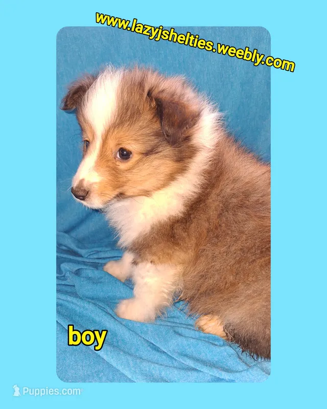 AKC Ruger  – Shetland Sheepdog puppy for sale in Elizabeth City, NC