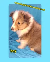 AKC ROC, a male Shetland Sheepdog for sale in Elizabeth City, NC – 3 of 3