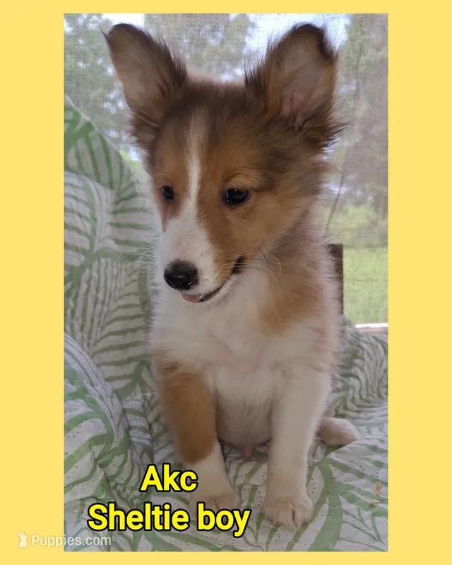 Akc Finn – Shetland Sheepdog puppy for sale in Elizabeth City, NC