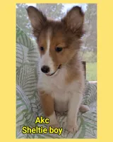 Akc Finn, a male Shetland Sheepdog for sale in Elizabeth City, NC – 1 of 1
